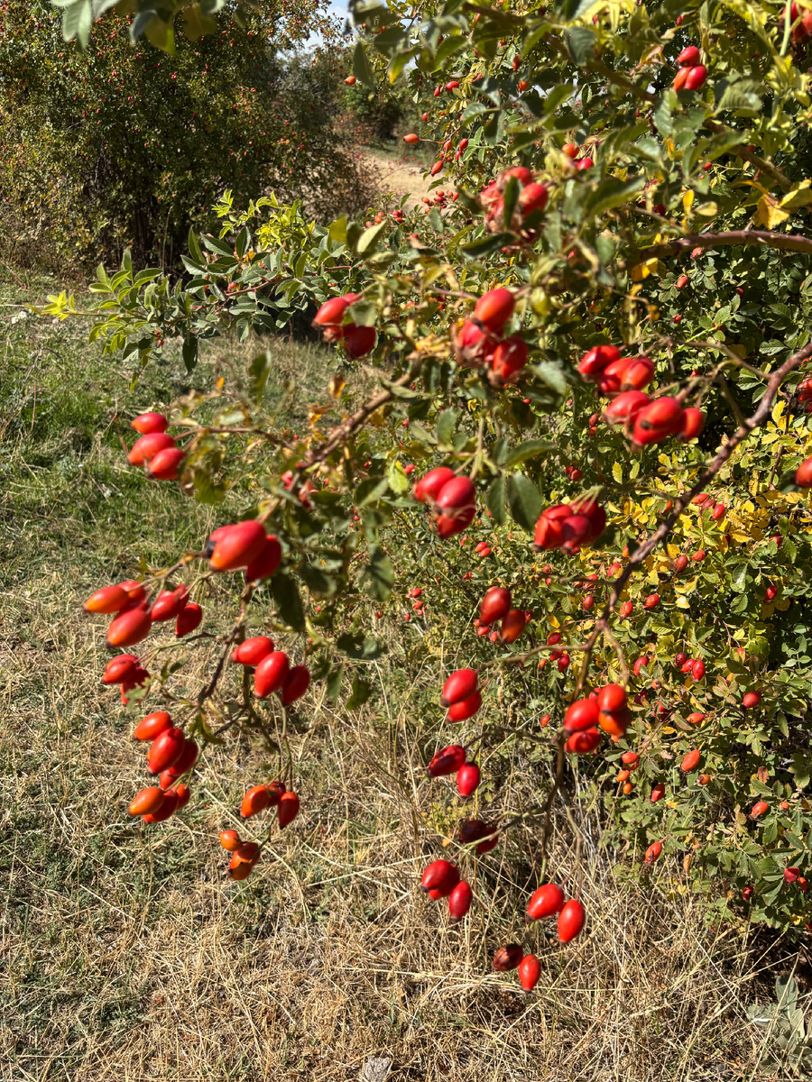 Плантация шиповника. Фото автора.