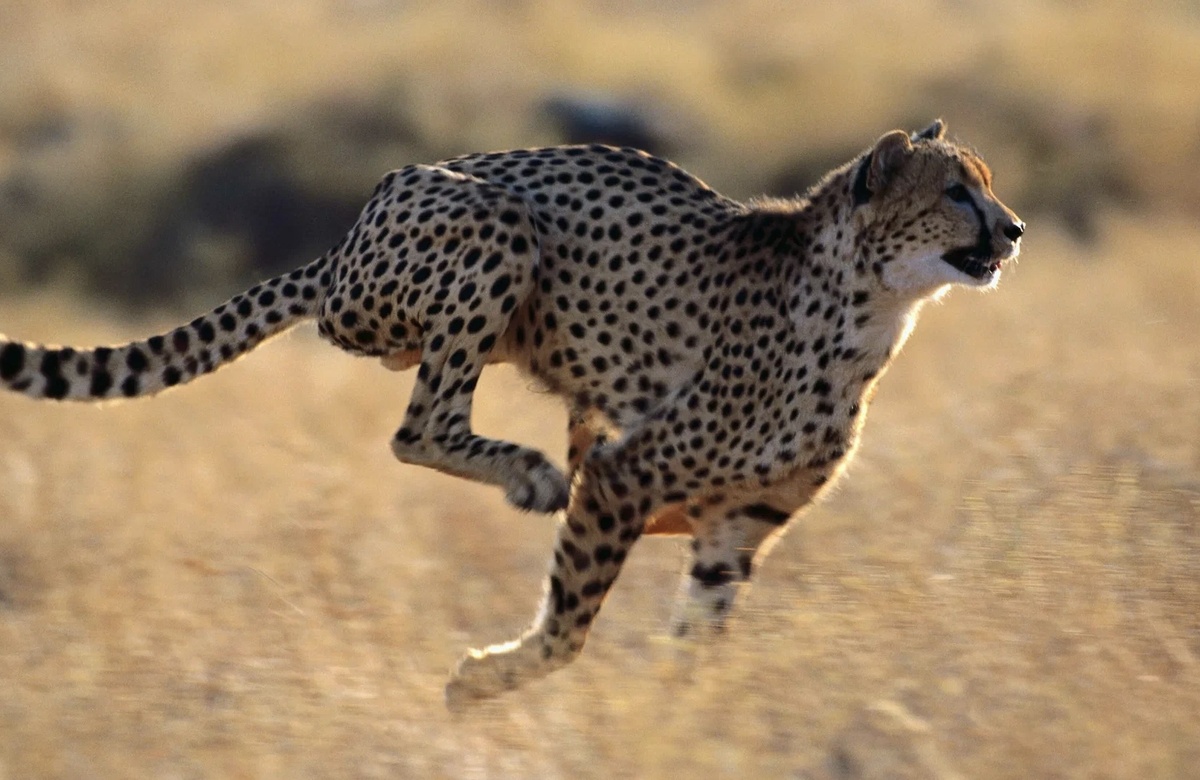 🚀 Гепард: Рекордсмен с "хрупкой" анатомией