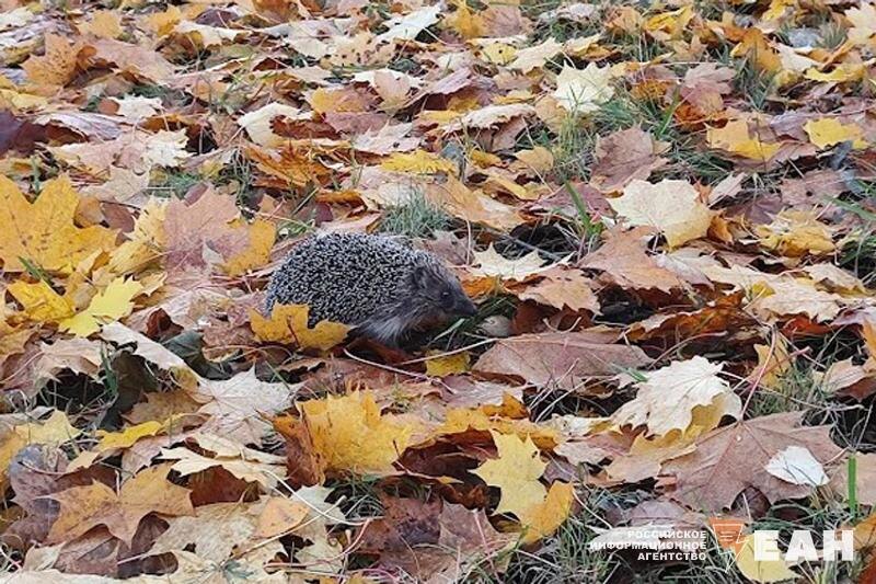    ЕАН. Еж и осенние листья