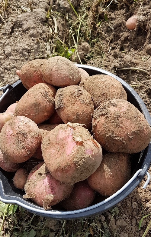 Ведро с двух гнезд