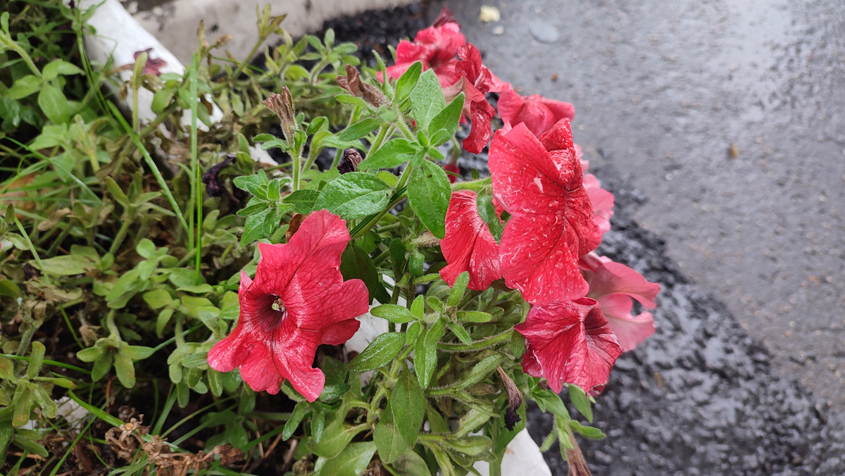 Мокрые цветы как символ чего-нибудь 