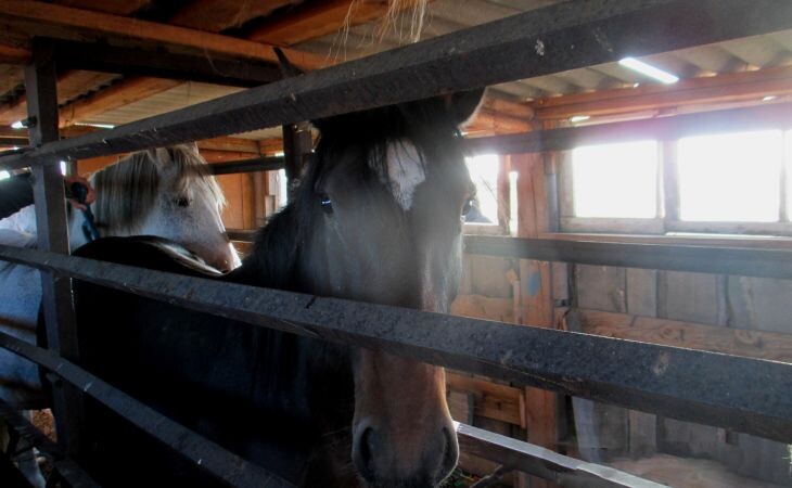 Лошади. Фото: Алтайская таможня