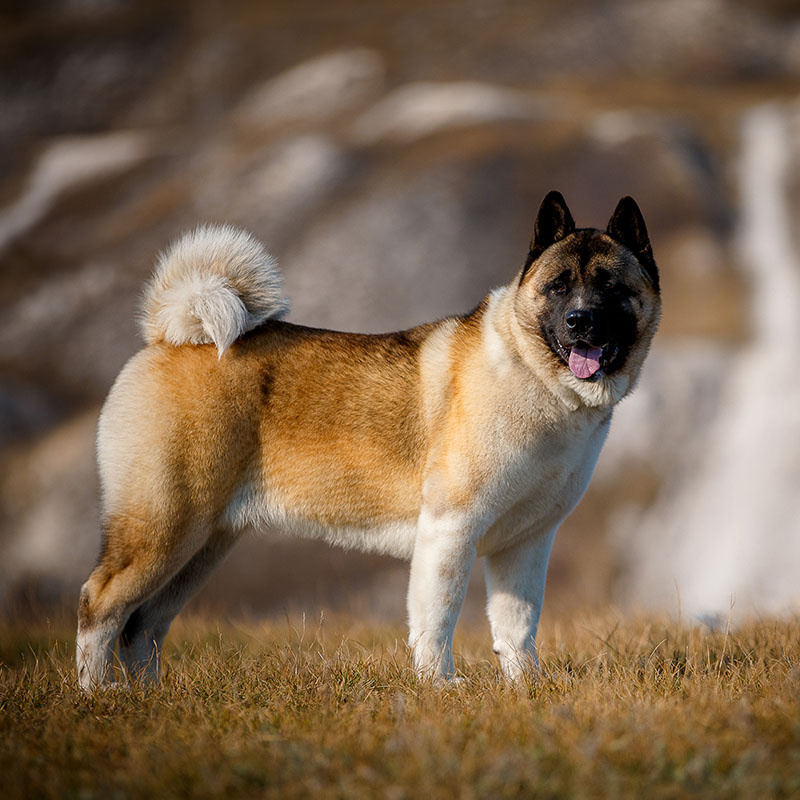 Знакомьтесь, это Тор.