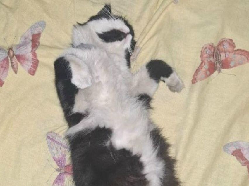    Фото: Госветслужба Забайкалья