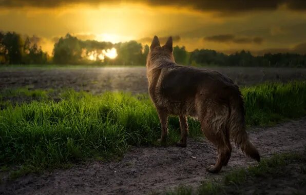 Личный герой, Рокки.