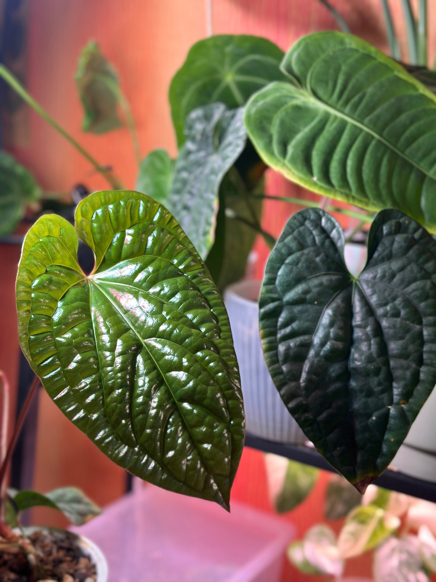 Слева Radicans, а справа Luxurians