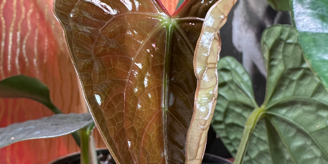 Топ-5 любимых антуриумов: зелёные шедевры природы