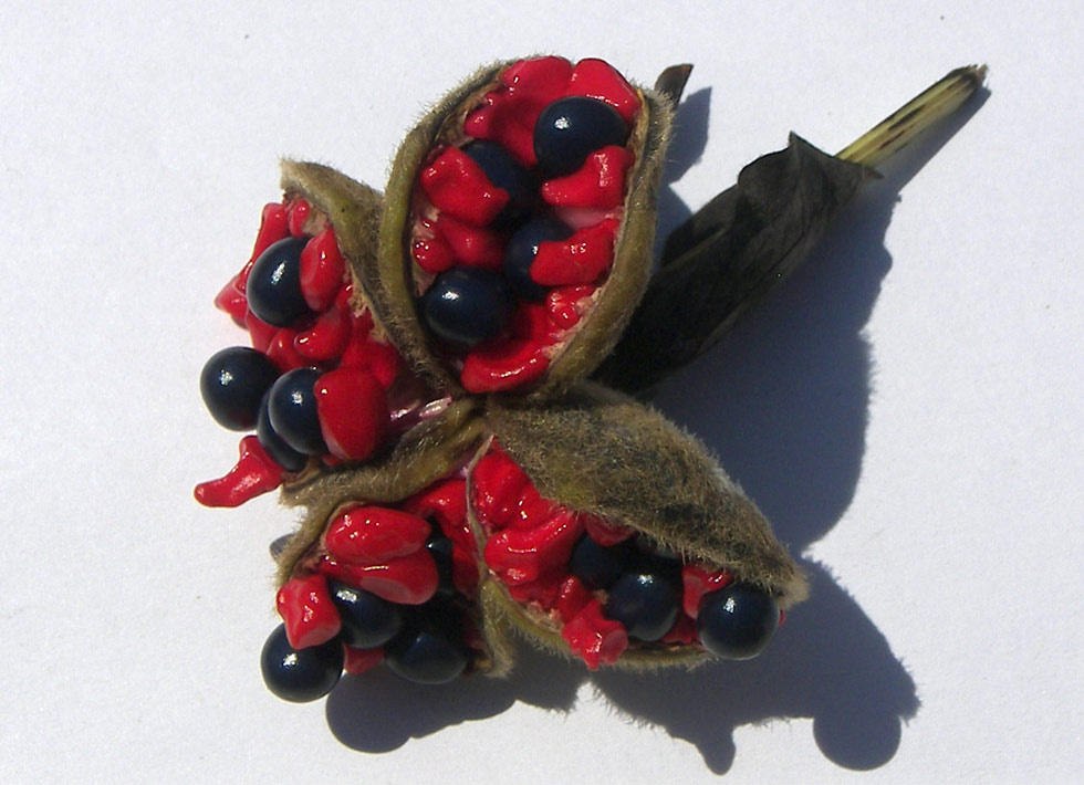 Созревший плод мужского пиона.