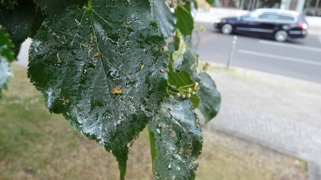 Вот такой вот липкий сок будет капать на вашу машину