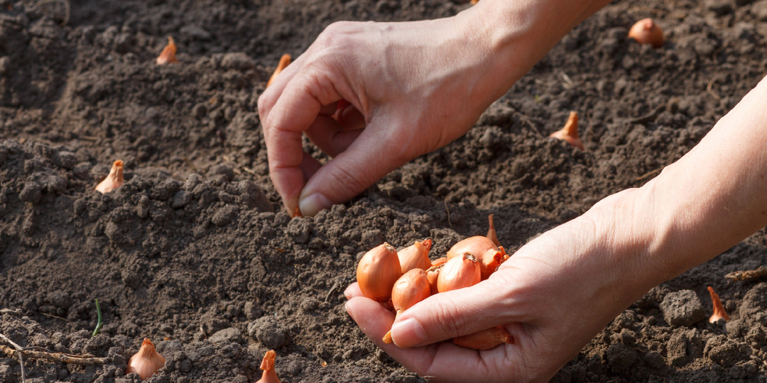 Благоприятные дни для посадки Севка под зиму в 2025 году