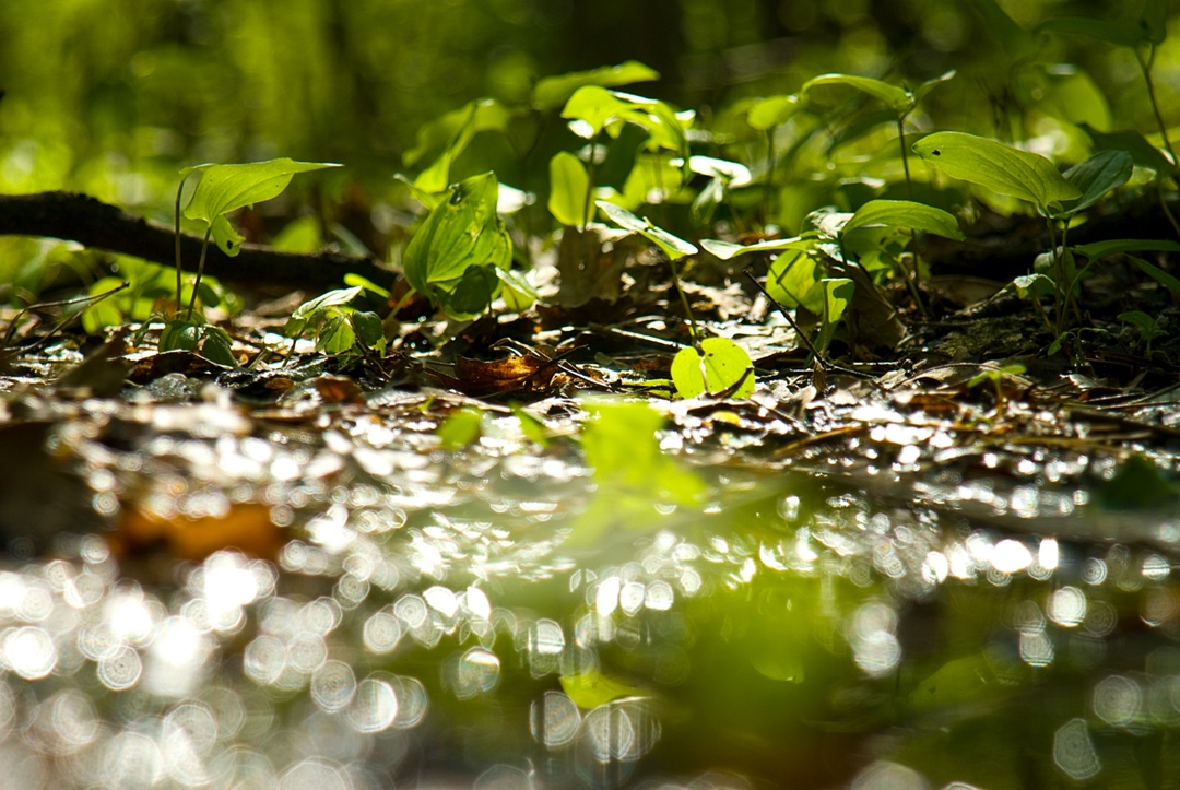 Первозданная природа