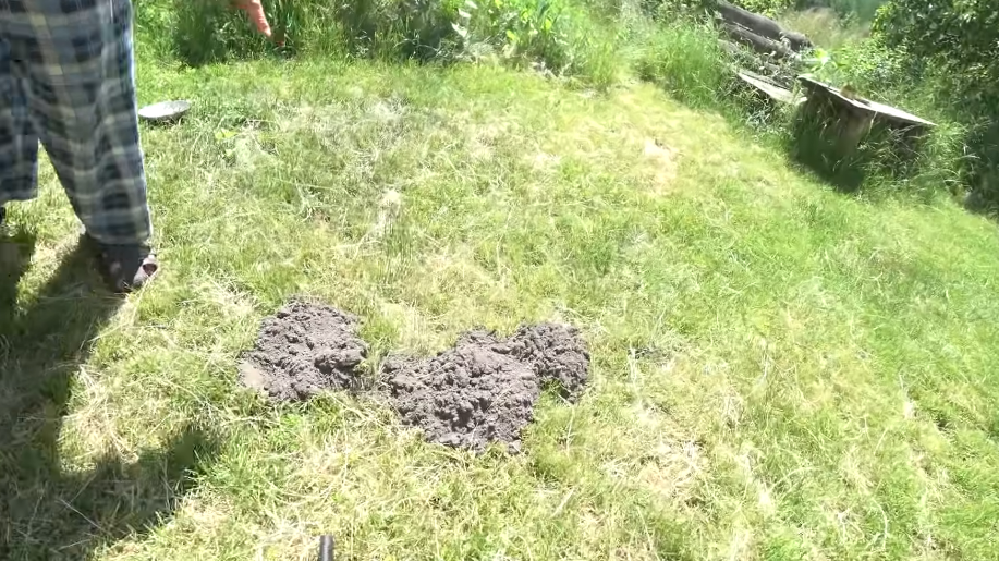 Так выглядел мой дачный участок в октябре позапрошлого года — 18 кротовин за месяц