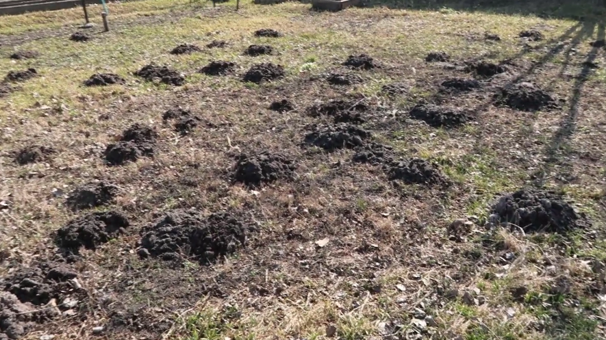 Закапываю в кротовые норы средство за 27 рублей осенью. 6 соток чистые уже 2 года без банок и отпугивателей