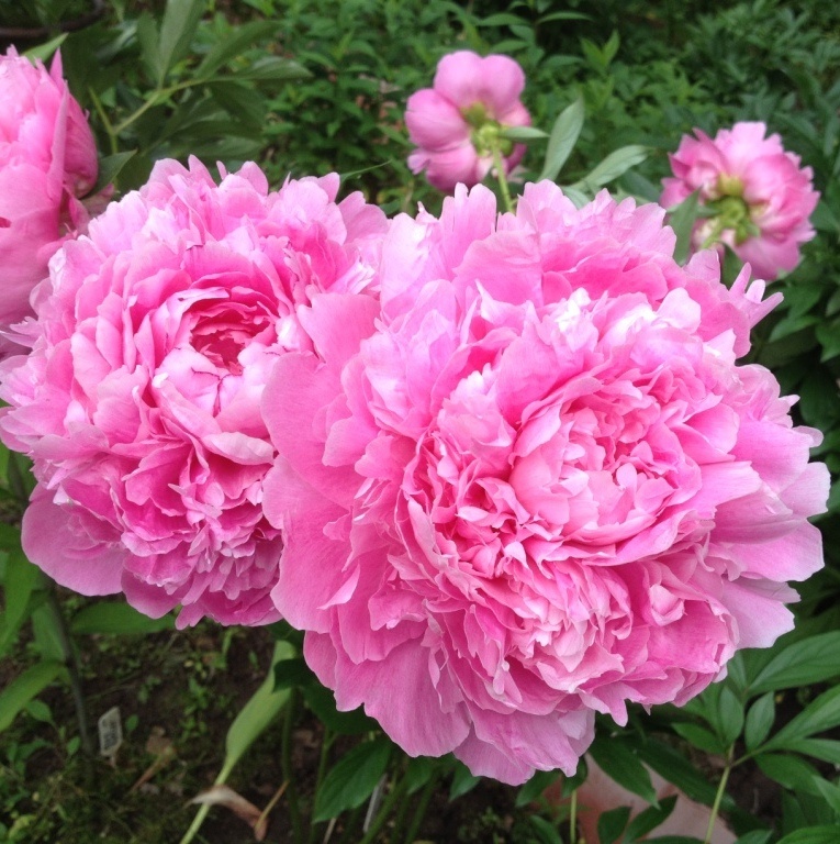 Сорт Варенька