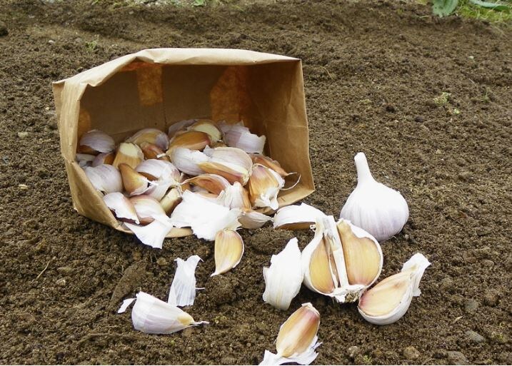 Как подготовить грядки под чеснок и лук перед посадкой: 5 главных правил для богатого урожая