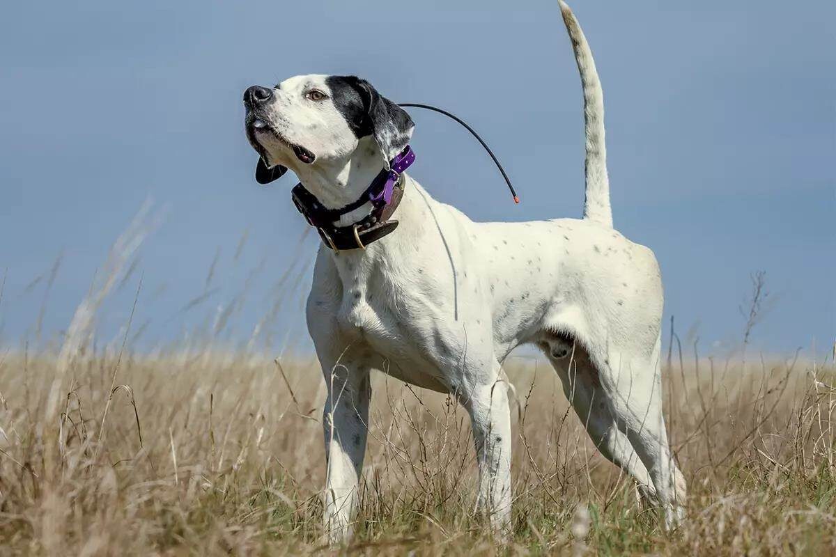 Английский пойнтер — это не просто собака. Это воплощение грации, мощи и неукротимого охотничьего азарта.