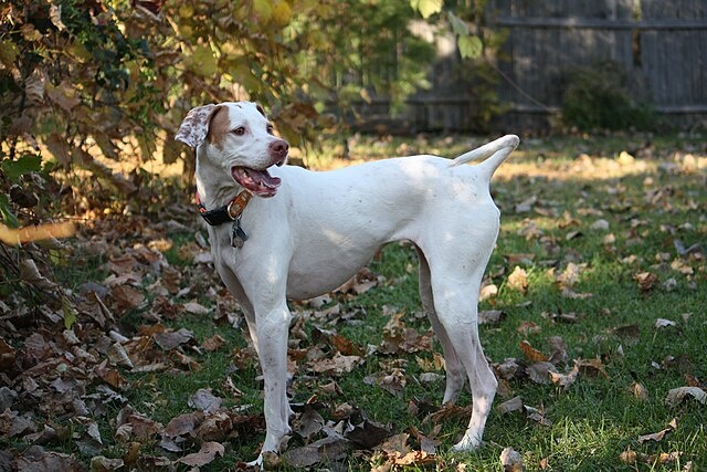 Английский пойнтер – собака среднего или крупного размера с мускулистым телосложением, излучающая силу, грацию и благородство.