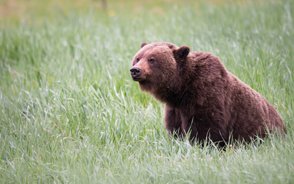 Ghost Bear / Shutterstock / FOTODOM📷В середине прошлого столетия гризли почти вымерли, в дикой природе насчитывалось всего 600-800 особей. Сейчас их популяция выросла более чем в пять раз