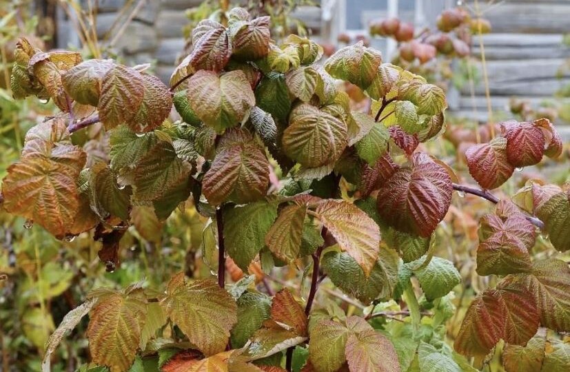 Как обработать малину осенью, чтобы не было болезней весной: 4 надёжных приёма