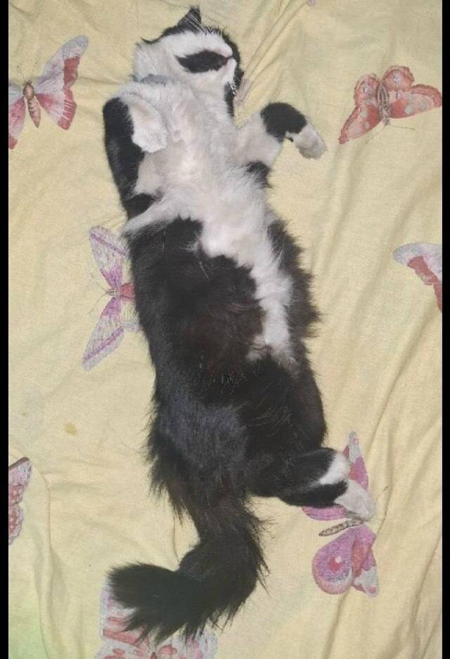 Фото: Госветслужба Забайкалья