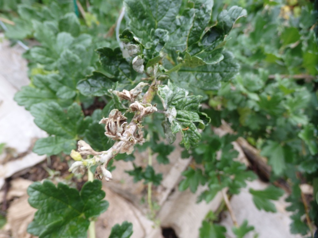  Мучнистая роса на побегах