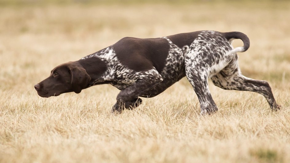 Знакомьтесь, это Хантер. Имя говорит само за себя!
