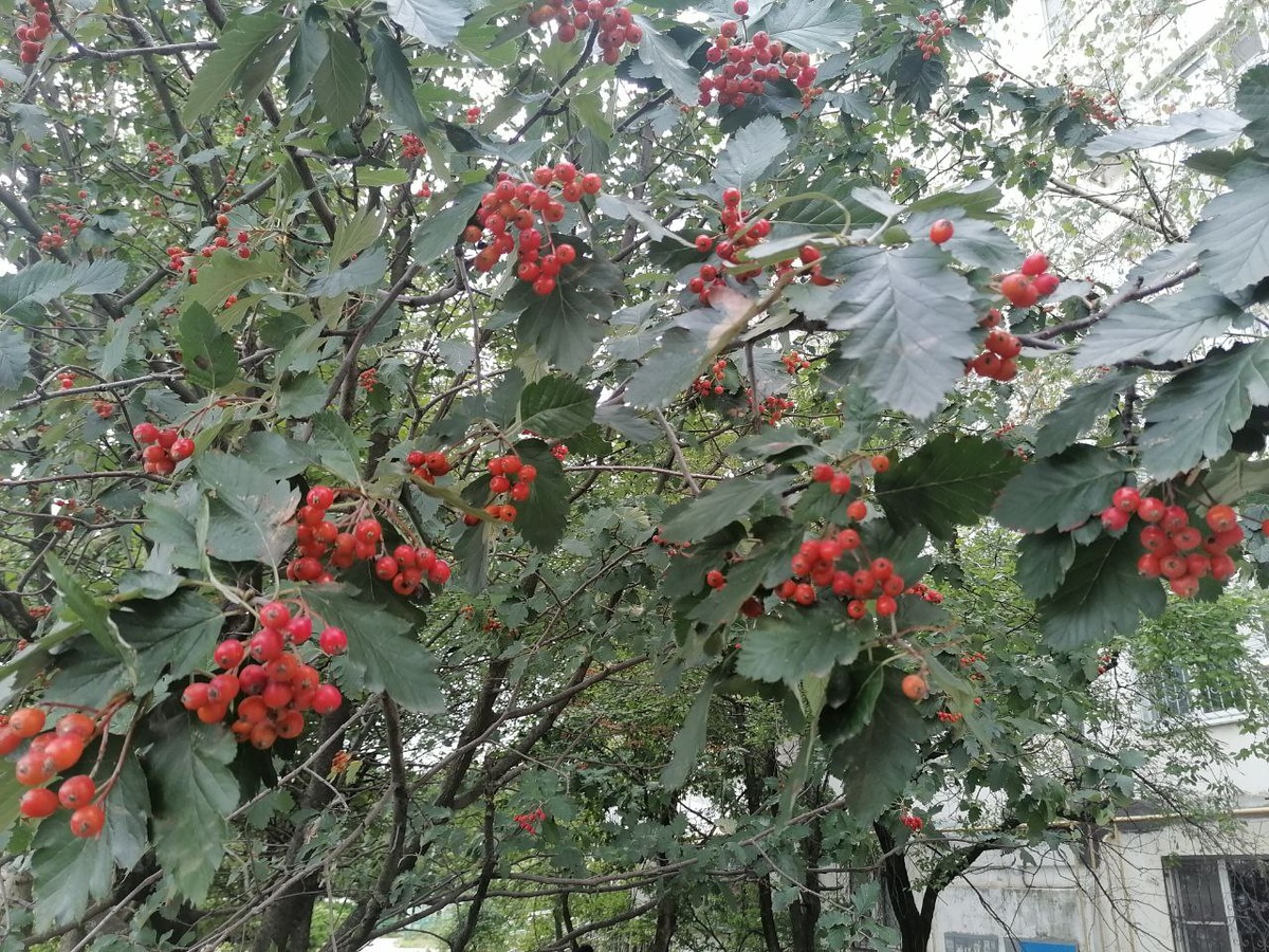 ягодки сегодня сфотографировала