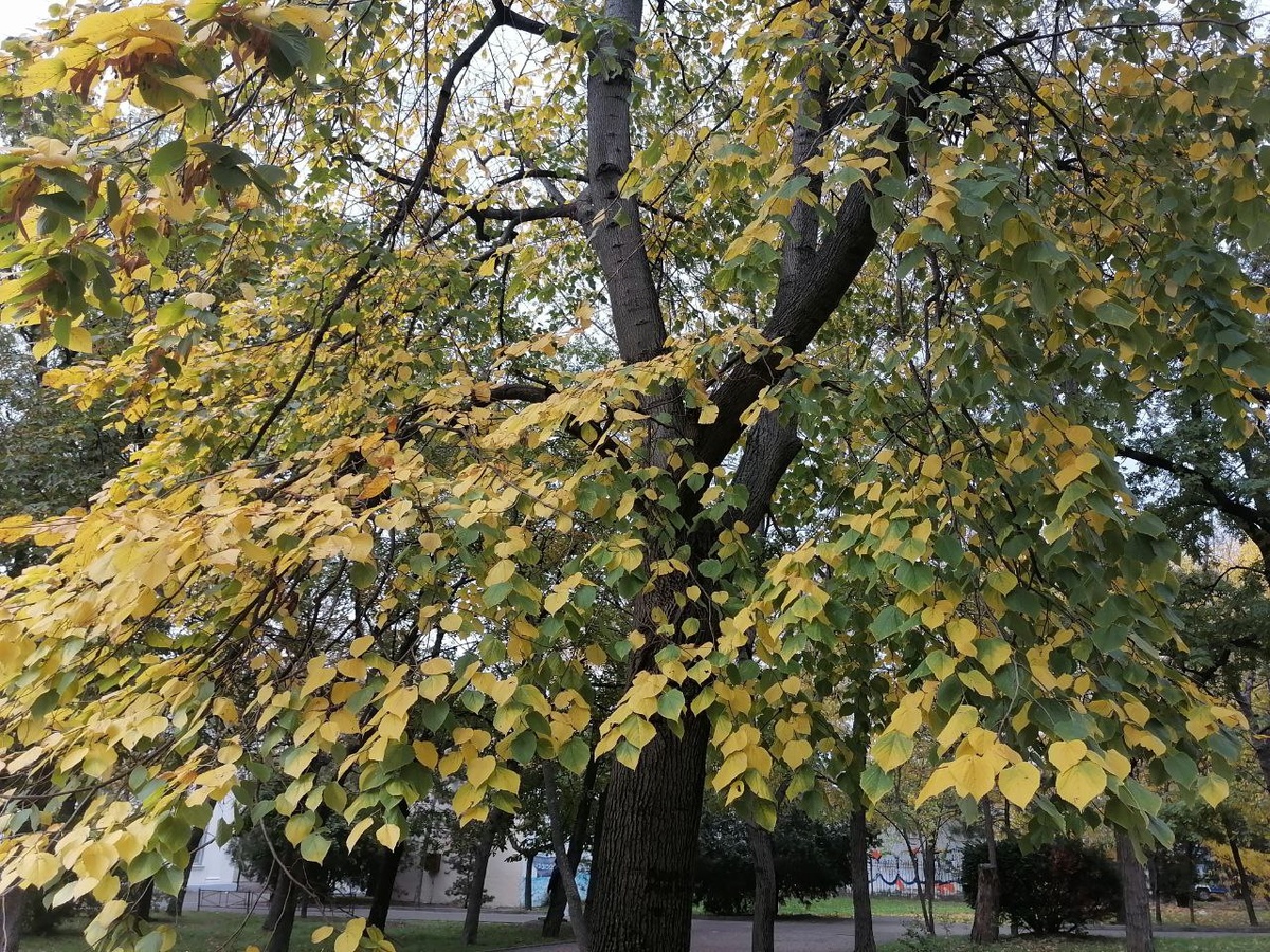 Липка в парке Ленина. Фото сделано в прошлом ноябре