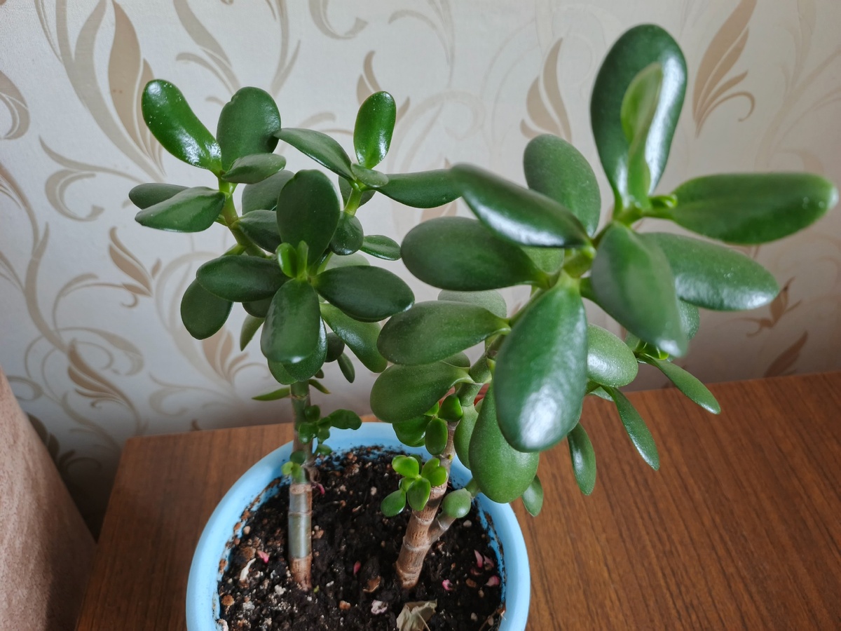    Всего 1 подкормка за 100 рублей и «чахлая» толстянка расцветет, чтобы баловать ваши глаза 24/7