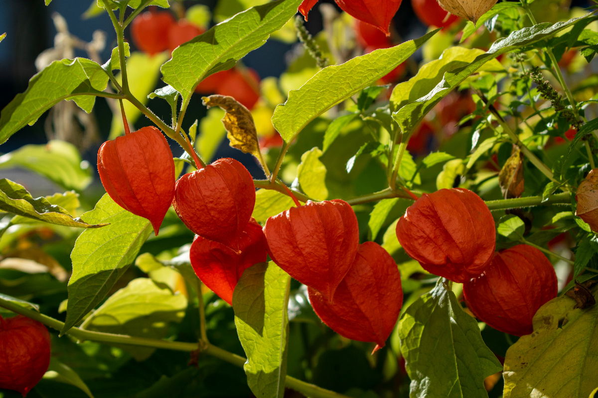 Физалис обыкновенный. Фотография автора статьи. 