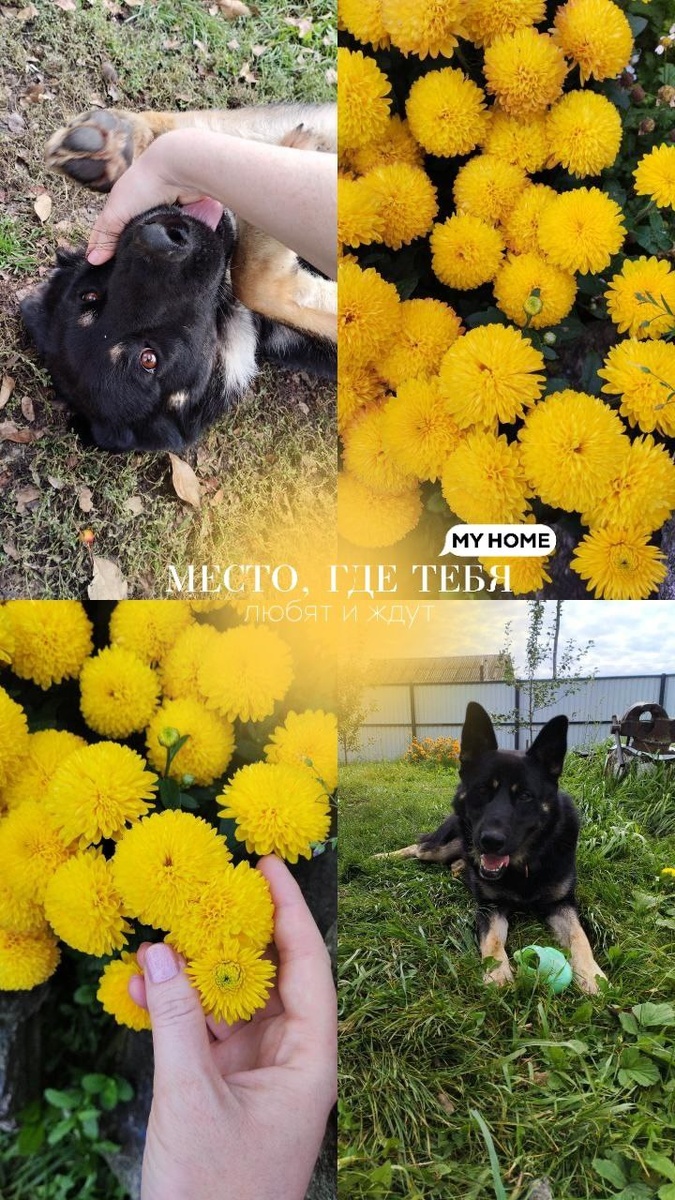 Мой любимый деревенский псын❤️