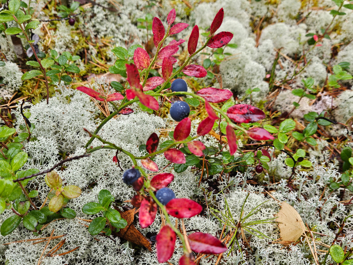 Осенняя черника на фоне ягеля.