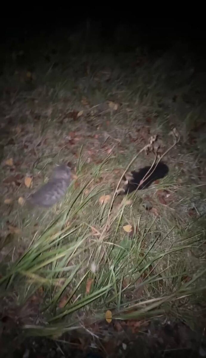 Бежали в разные стороны, глупенькие. Фото из архива автора