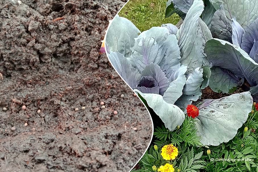 Посев и рост краснокочанной капусты на грядке с бархатцами. Коллаж из фото автора.
