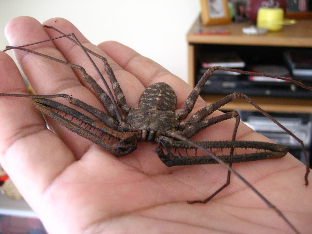 Он не укусит! Знакомьтесь, это фрин — самый дружелюбный "монстр" из мира паукообразных.