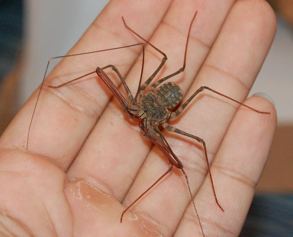 Внешность обманчива: за грозным видом скрывается пугливое и хрупкое создание, чьи предки видели динозавров