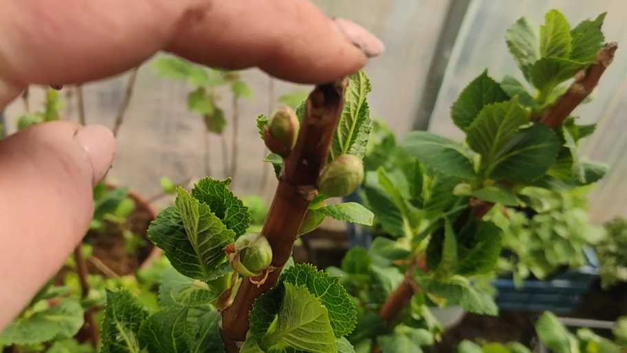 Различаю у крупнолистной гортензии 2 типа почек. 10 лет без цветов закончились