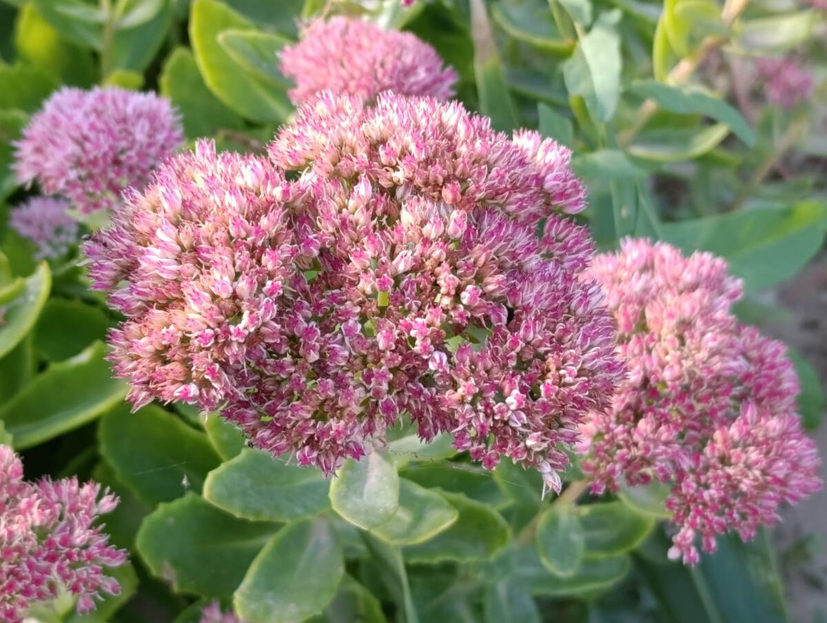 Фото Действительного члена Царицынского генеалогического общества Татьяны Зейферт