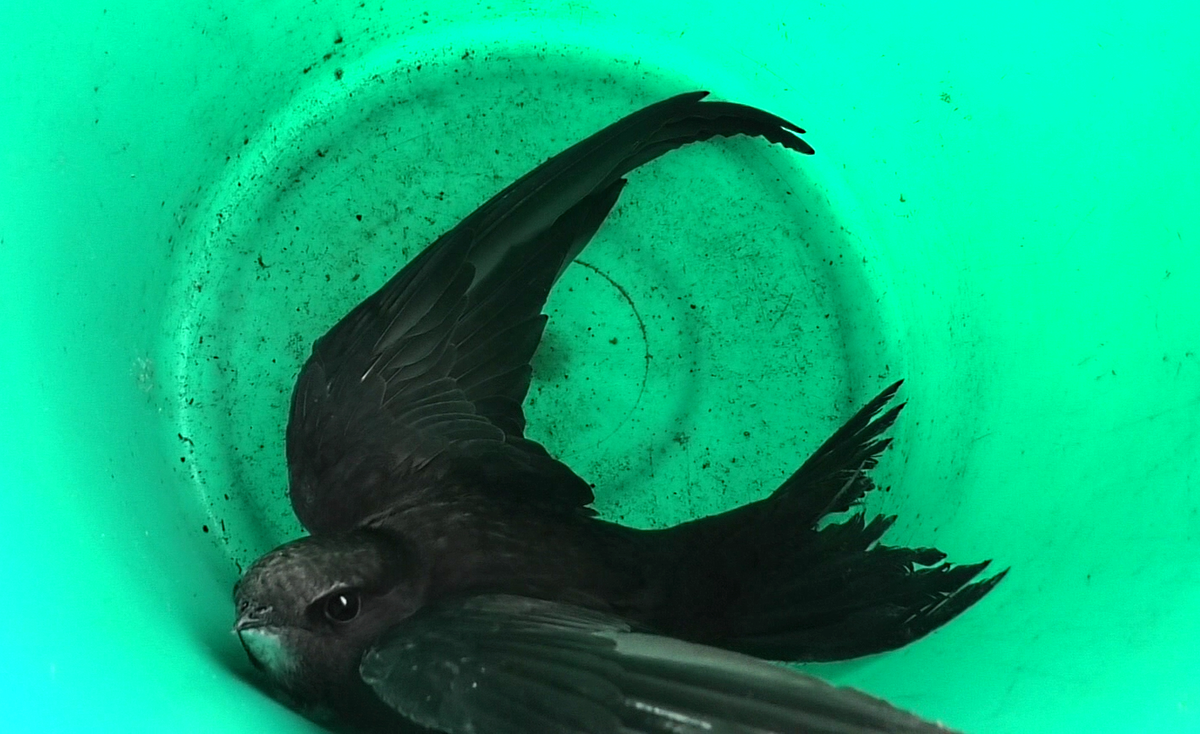 Стриж в ведре