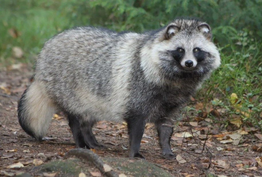 Енотовидная собака