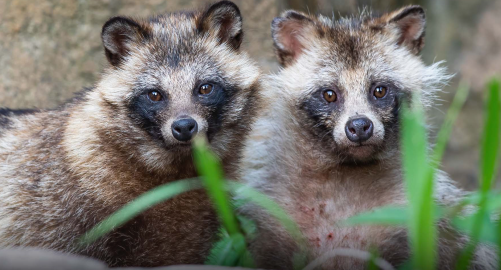 Енотовидная Собака (тануки): Биология, характер и мифология одного удивительного хищника