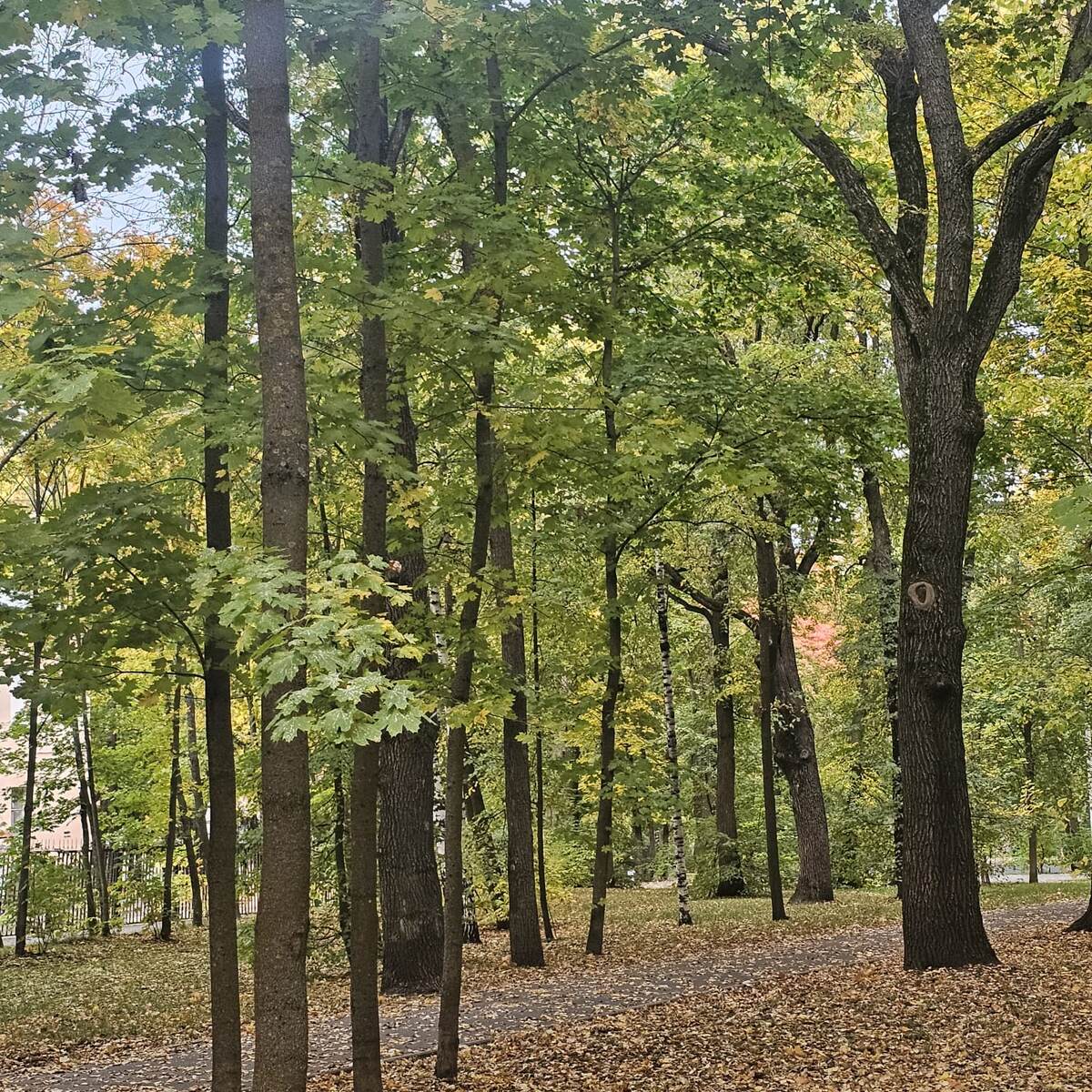 Осень... (Фото автора)