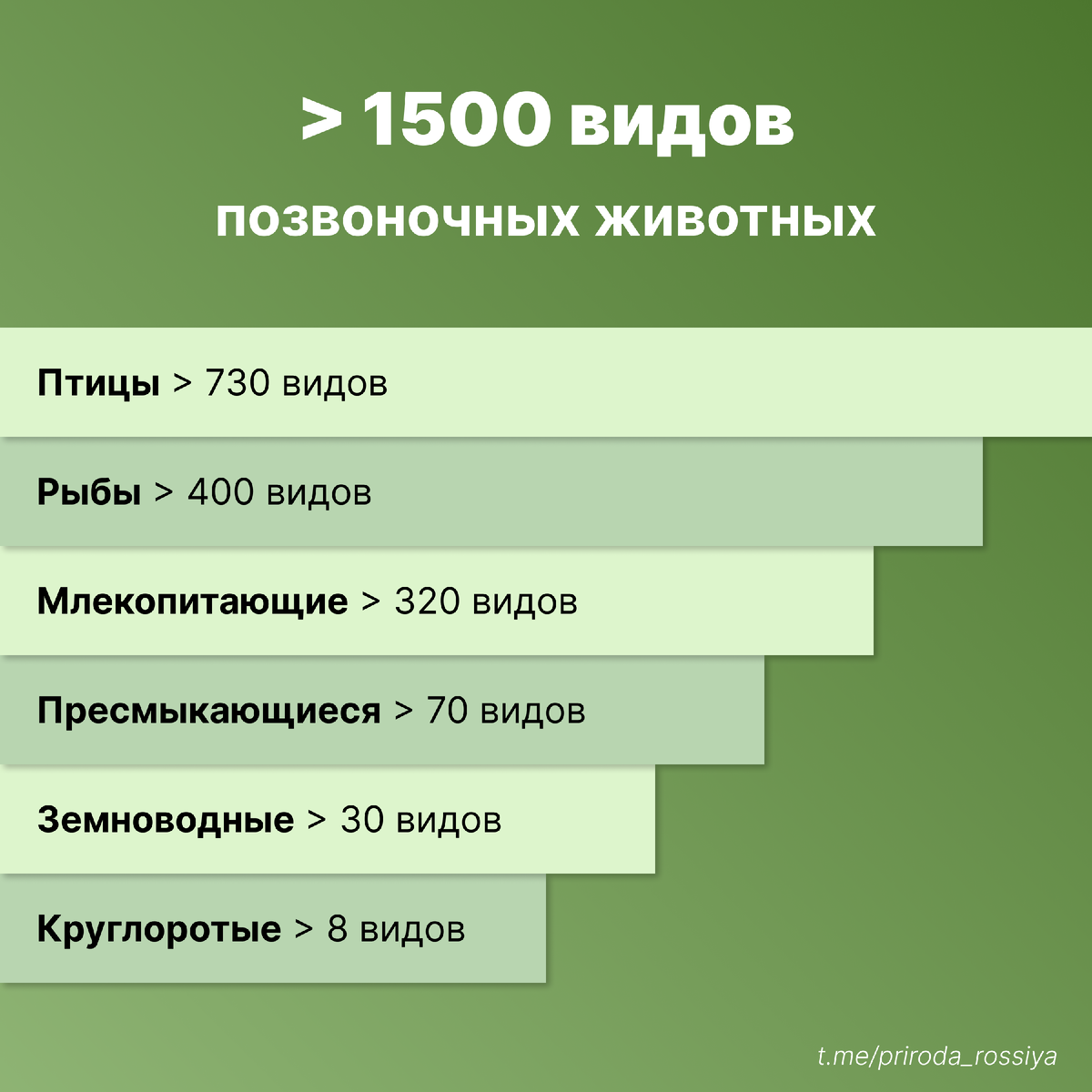 Группы (надклассы и классы) позвоночных животных России