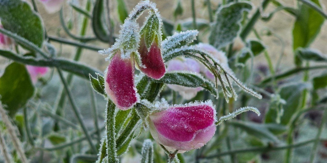 Последнее утро цветов. Прощаюсь до весны