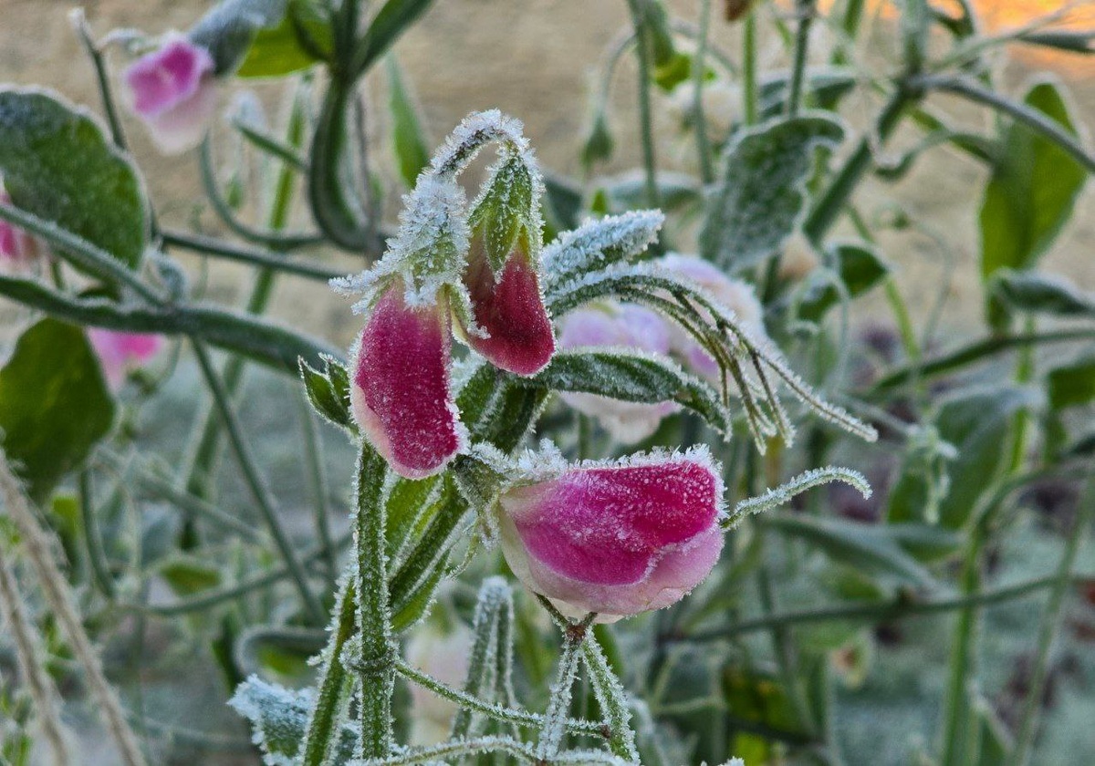Нежный душистый горошек — словно стеклянные колокольчики на морозе. Больше он не будет пахнуть этим летом, остались только семена для будущего сезона