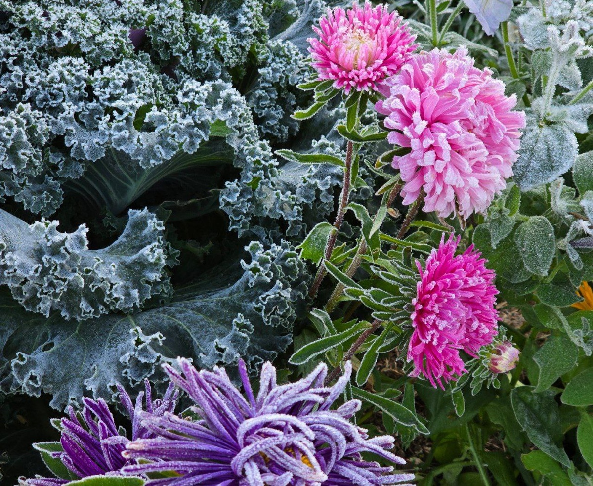 Астры не успели раскрыть все бутоны — мороз превратил их в хрустальные букеты