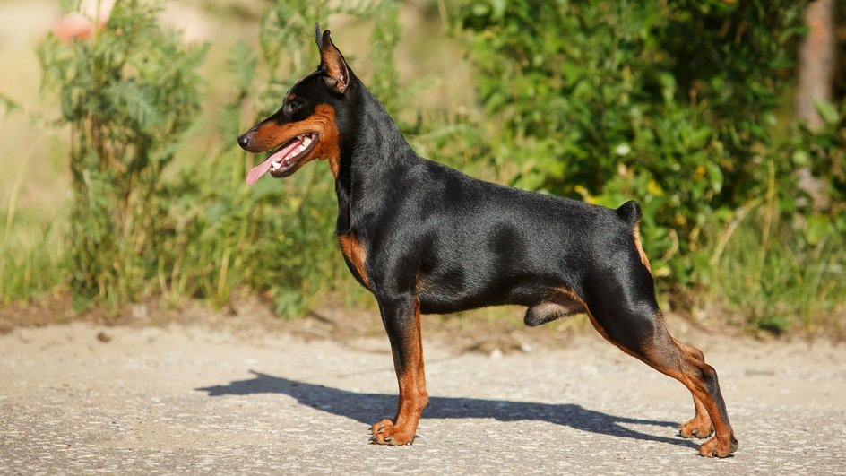 Знакомьтесь, это барон фон Шпиц!