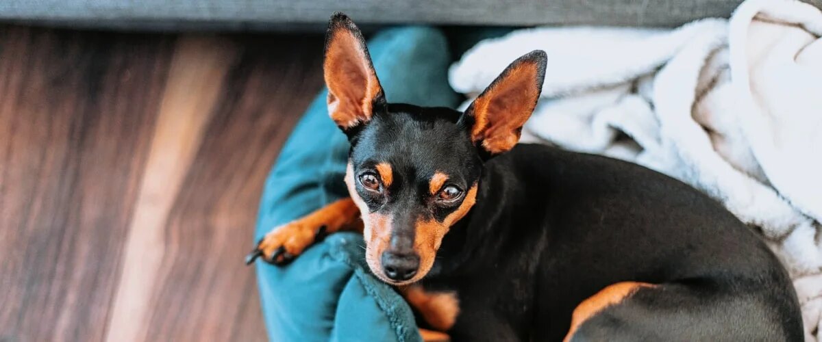 Герцог Арчибальд ждет свою порцию внимания.