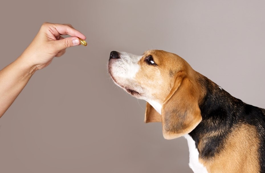 Автор фото: Viktorya Telminova/Shutterstock/ Fotodom