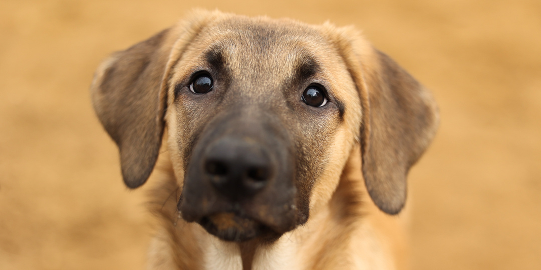 Волонтеры утверждают, что этот щенок идеален даже для новичка